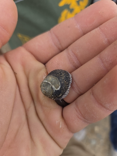 Tegula gallina observed 2026-10-11