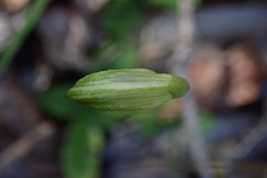 Pterostylis hispidula