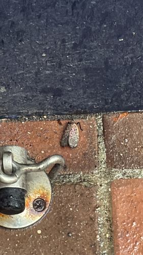 Spotted Lanternfly