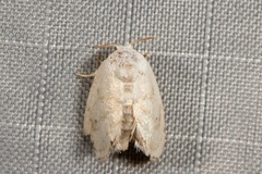 Niphopyralis