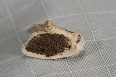 Niphopyralis chionesis