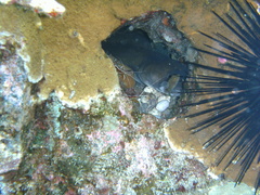 Conger marginatus