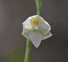 Thelymitra juncifolia