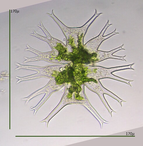 Micrasterias furcata, 2026-09-23