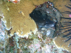 Conger marginatus