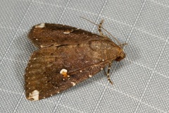 Amyna apicipuncta