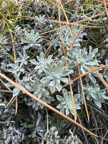 Antennaria umbrinella observed 2026-10-11