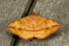 Anticarsia irrorata