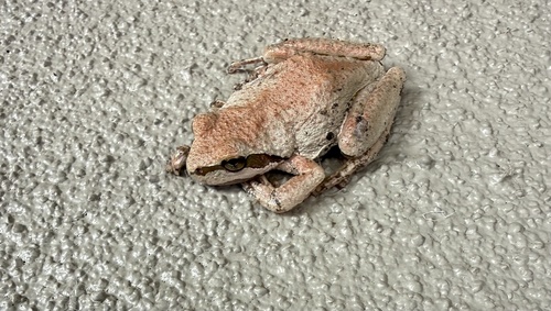 Pacific chorus frog