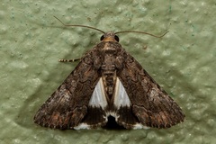 Catephia
