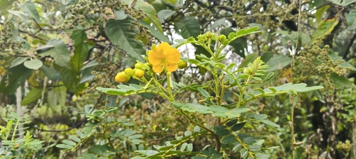Senna multiglandulosa observed 2026-10-10