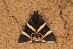 Grammodes ocellata