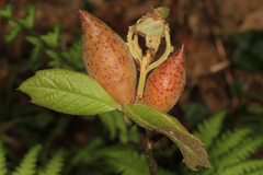 Amphibolips acuminata