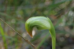 Pterostylis hispidula