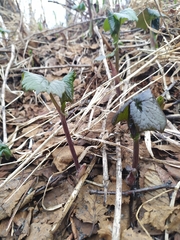 Parasenecio kamtschaticus