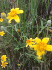 Pseudobahia heermannii