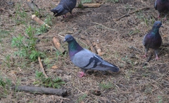 Columba livia