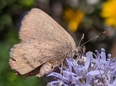 Callophrys