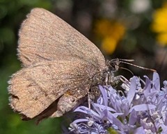 Callophrys