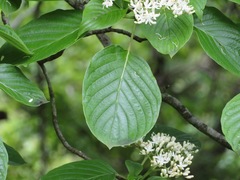 Cornus controversa