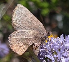Callophrys