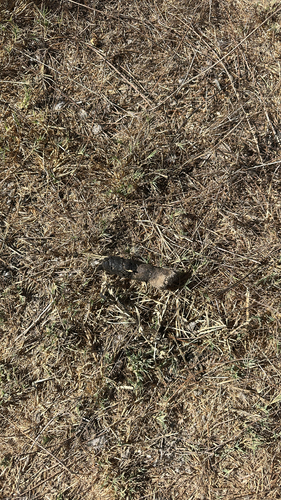 iNaturalist observation photo of Bobcat