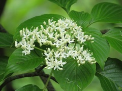 Cornus controversa