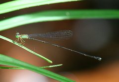 Amphicnemis gracilis