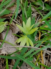 Tilia americana americana
