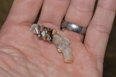 Diopatra dentata