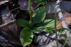 Pterostylis hispidula