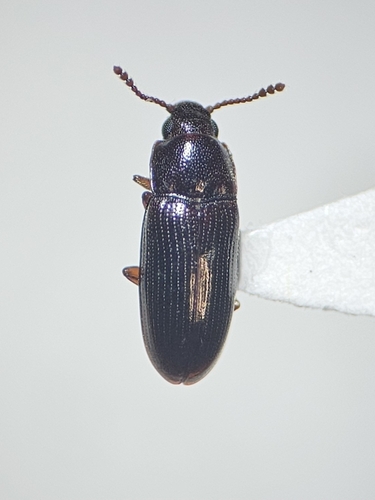 Pharaxonotha, 2026-10-02