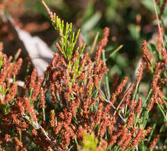 Allocasuarina misera