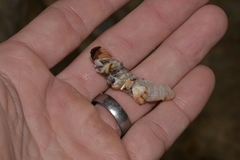 Diopatra dentata
