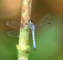 Tyriobapta kuekenthali