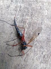 Tanyptera atrata