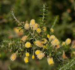 Acacia verticillata verticillata