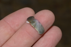 Ischnochiton australis