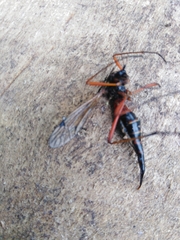 Tanyptera atrata