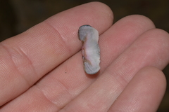 Ischnochiton australis