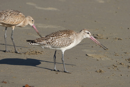 iNaturalist observation photo of Bar-tailed Godwit