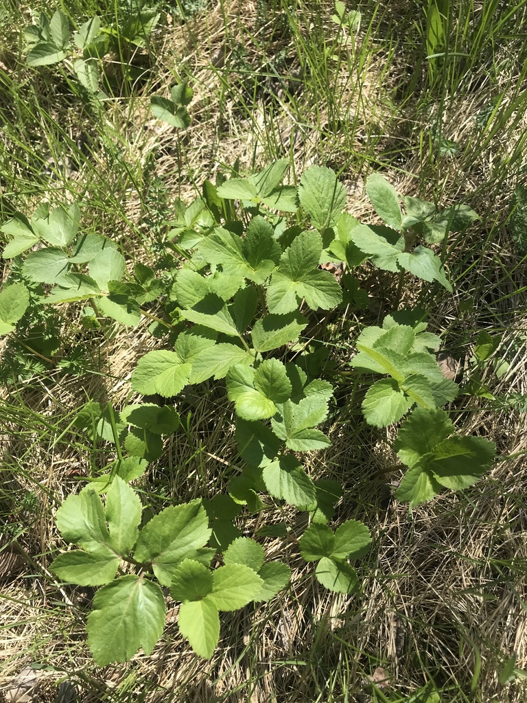 Aegopodium latifolium