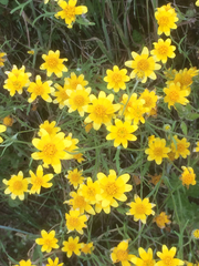 Pseudobahia heermannii