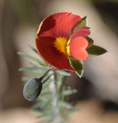Gompholobium ecostatum