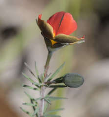 Gompholobium ecostatum