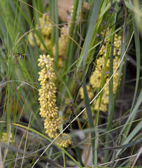 Lomandra multiflora multiflora