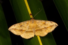 Anticarsia irrorata