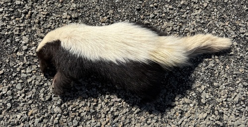 American Hog-nosed Skunk observed by hillisdm