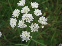 Oenanthe pimpinelloides