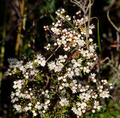 Cryptandra tomentosa